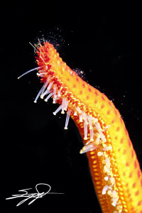 Detail of Echinaster sepositus  - Red starfish. Sometimes... by Nicholas Samaras 
